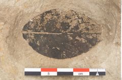 Foto (Detailansicht) von Rhamnus frangula Linne (NHMW-GEO-2024-0188-15018)